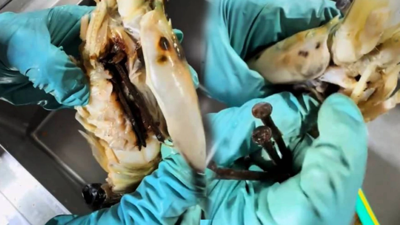 ร้านซีฟู้ดแฉ เจอตะปู 5 ดอก ยัดในหัวกุ้ง คาดคนขายหวังโกงตาชั่ง (มีคลิป)