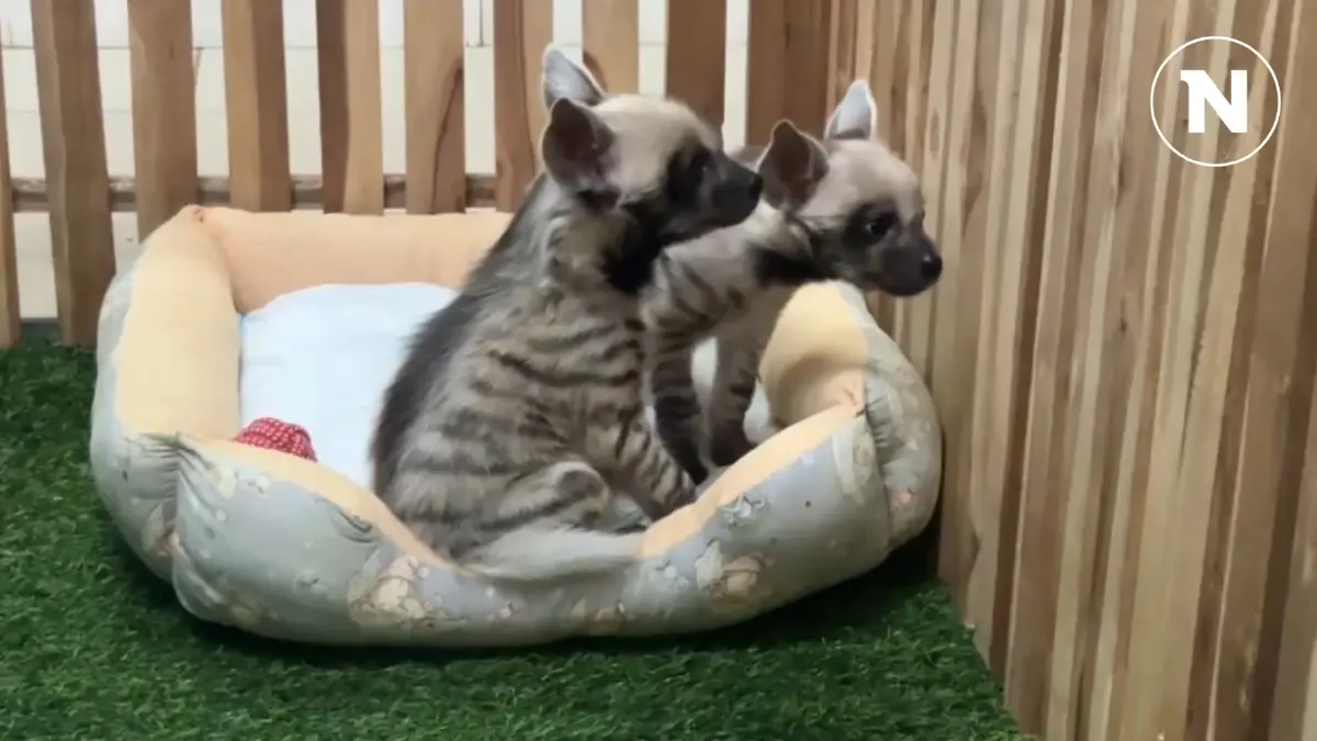 เชียงใหม่ไนท์ซาฟารี เปิดตัวสมาชิกใหม่ "ลูกไฮยีน่าลายแถบ" ต้อนรับตรุษจีน เชียงใหม่ไนท์ซาฟารี เปิดตัวสมาชิกใหม่ "ลูกไฮยีน่าลายแถบ" ต้อนรับตรุษจีน