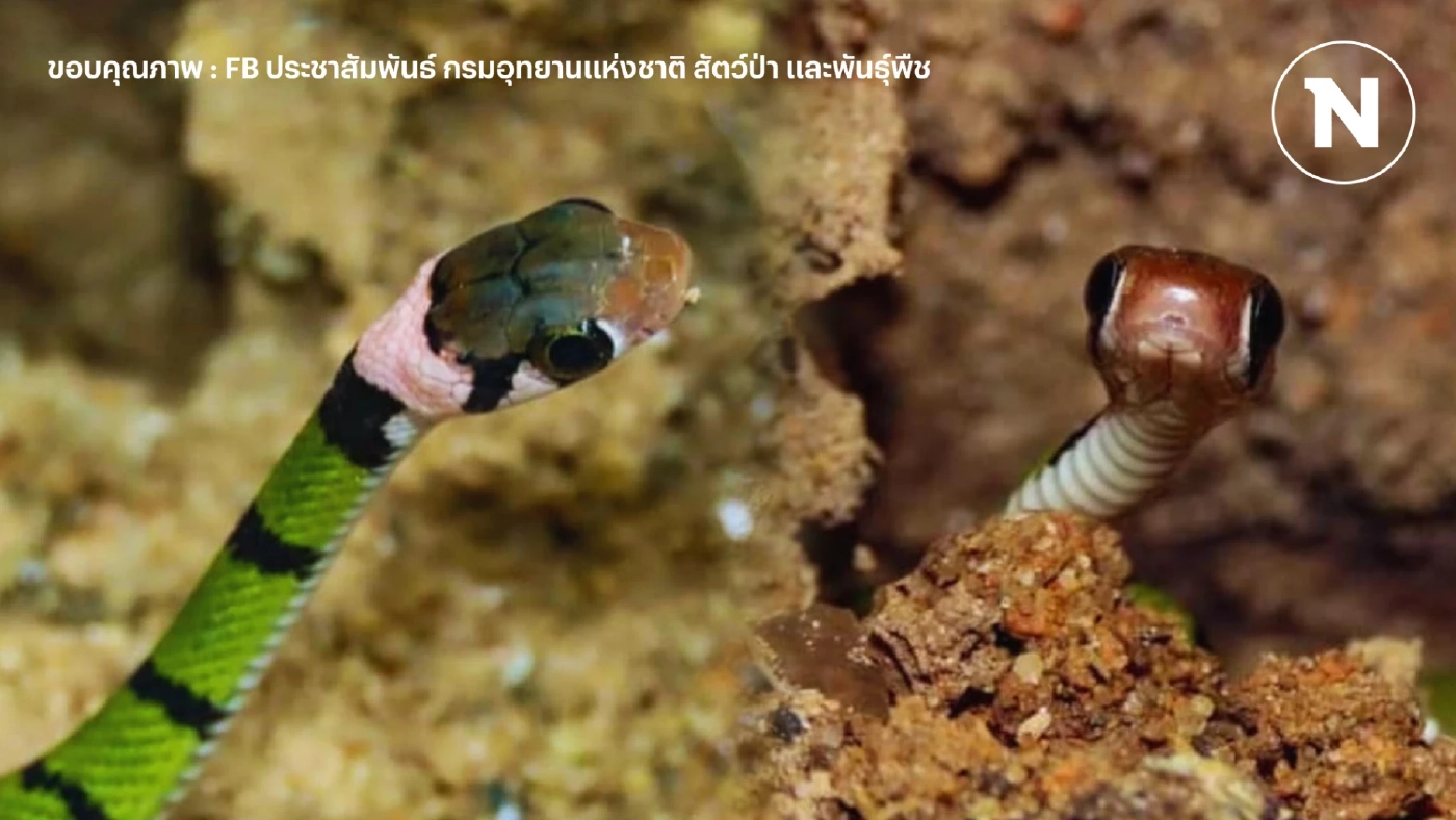 พารู้จัก งูหน้าตาขี้สงสัย ที่มีโอกาสพบได้ ณ อช.เขาหลัก-ลำรู่ จ.พังงา