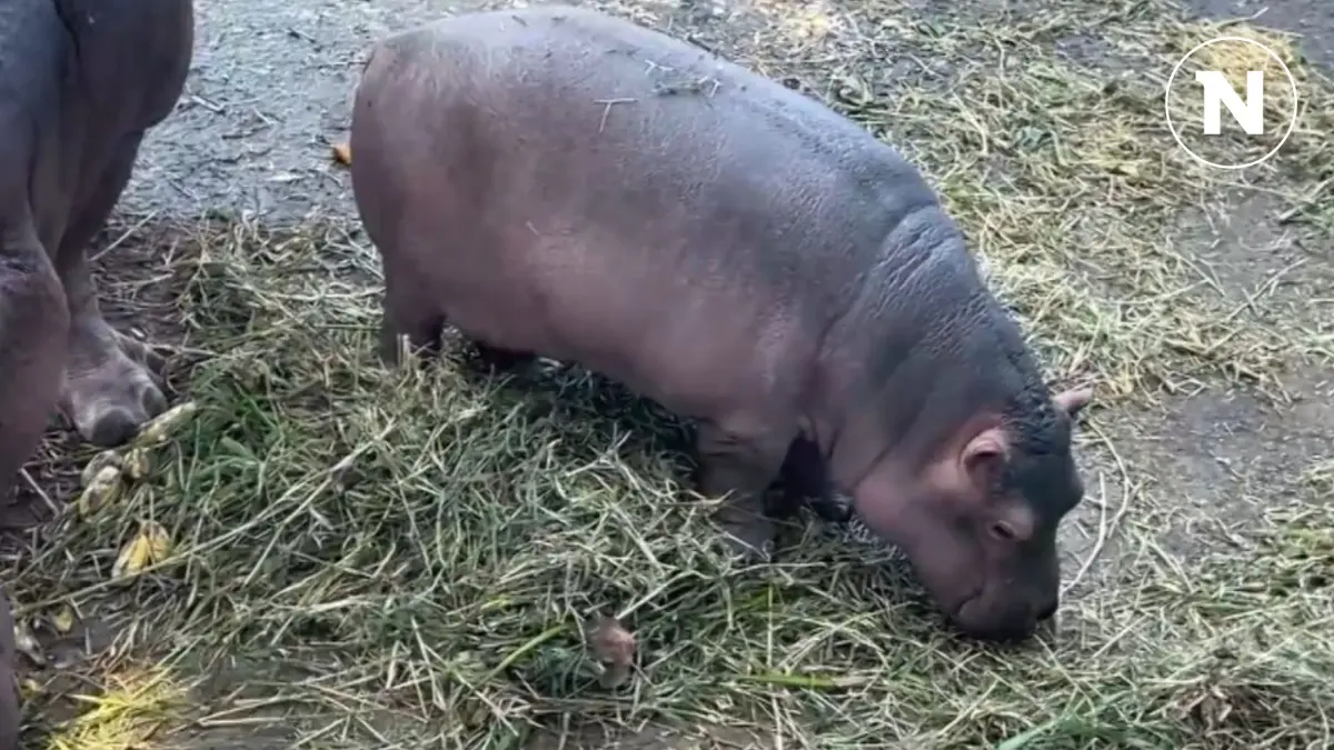 แฟนคลับร่วมอวยพร "น้องหอมแดง" ลูกฮิปโปศรีสะเกษ อายุครบ 3 เดือน