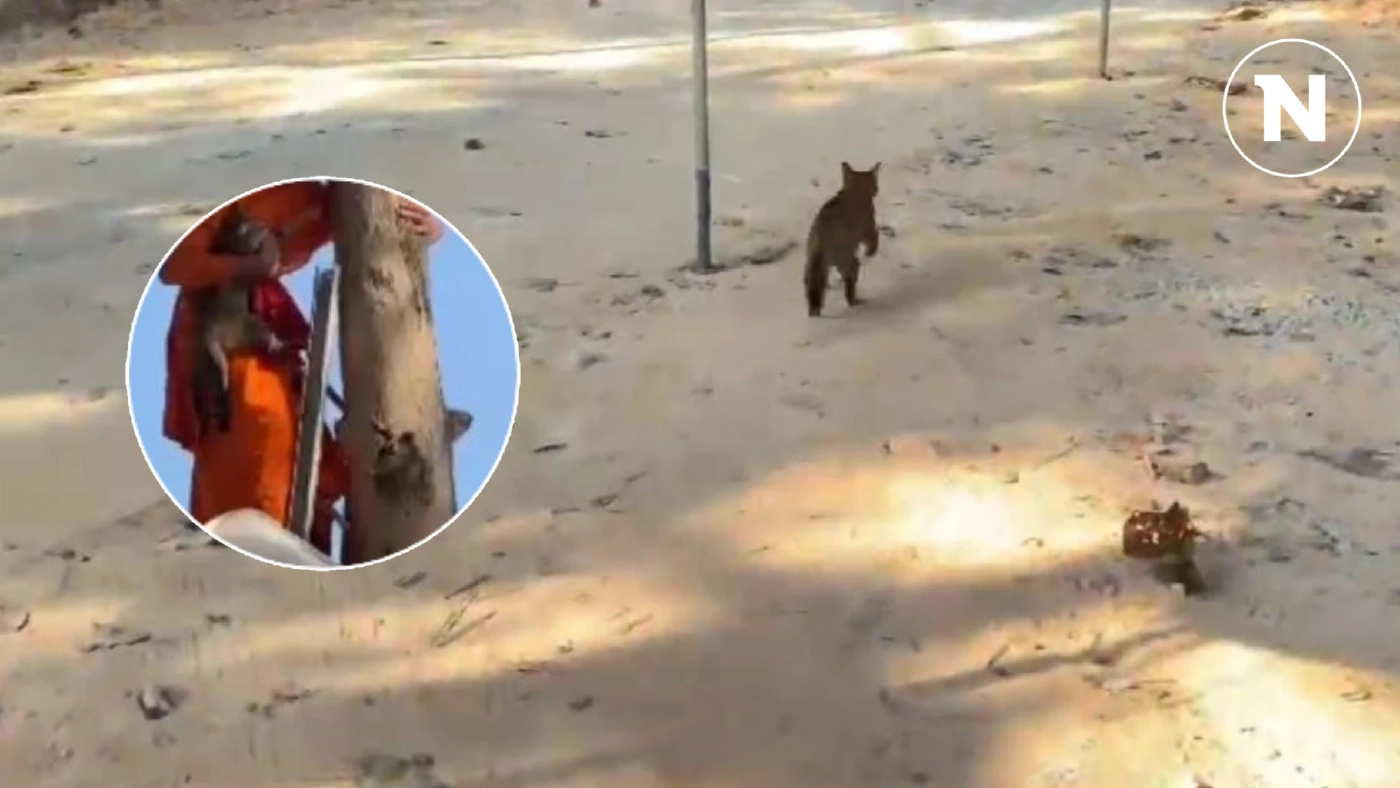 คุณพระช่วยของแท้! แมวหนีหมาวัดไล่กัด ไปติดบนต้นไม้ พระเณรช่วยลงมาได้ปลอดภัย