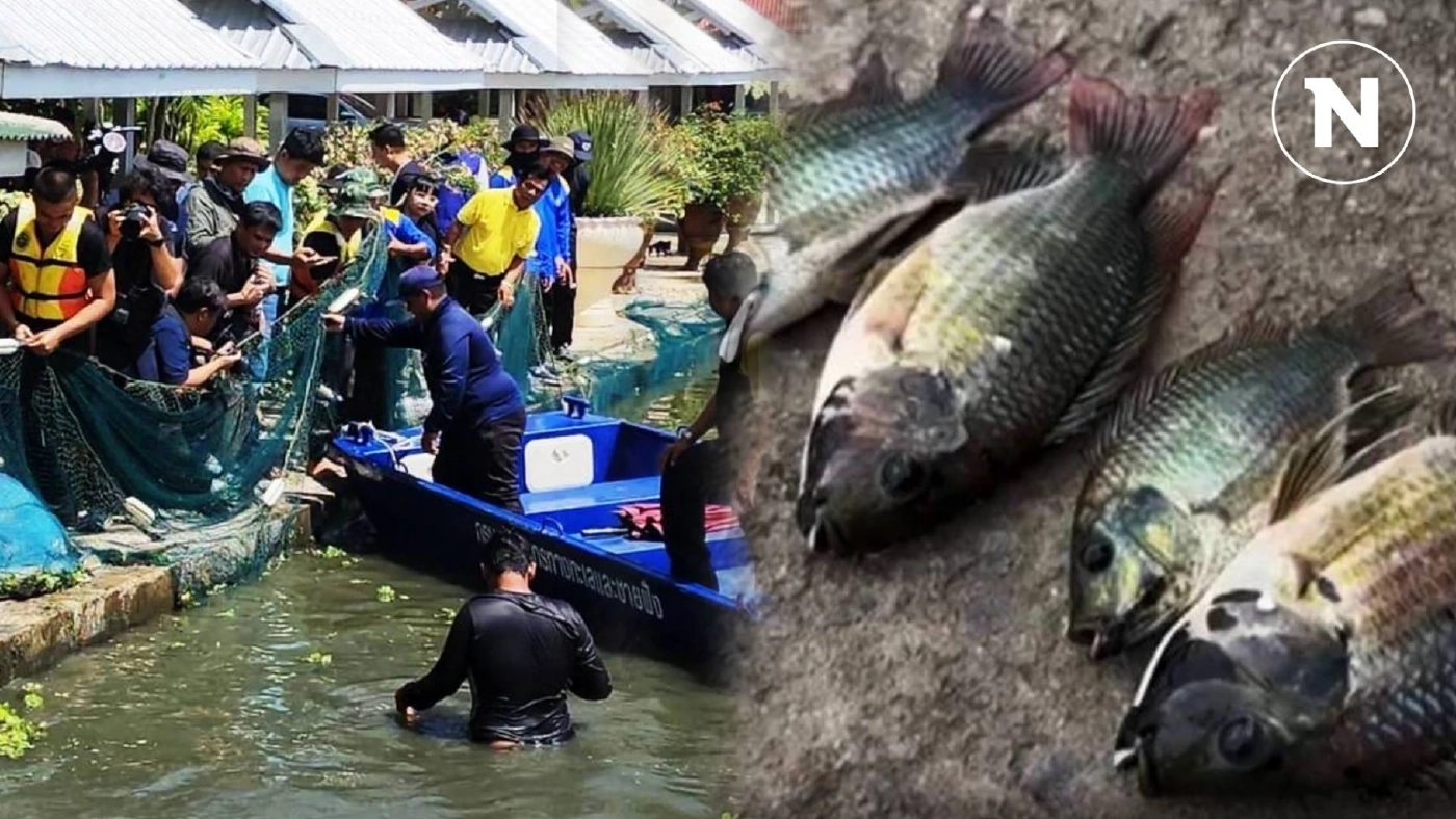กรมประมงเดินหน้าเข้มจัดการ "ปลาหมอคางดำ" มั่นใจควบคุมสถานการณ์ได้