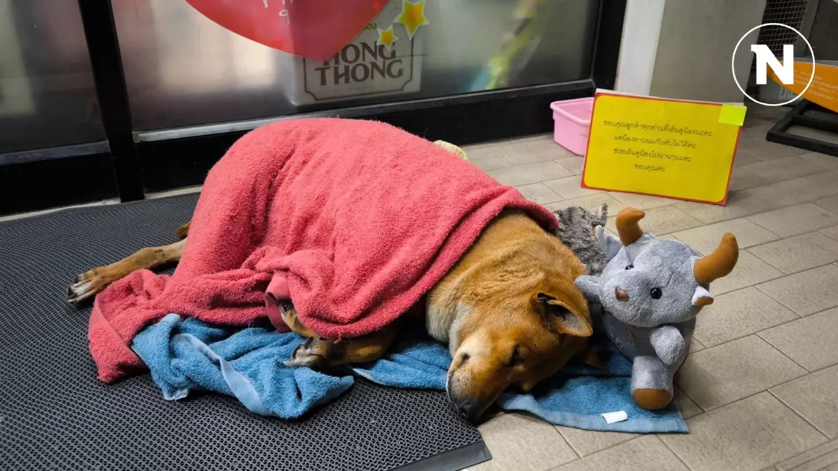 แห่ส่งกำลังใจ ช่วย "เจ้าหมูแดง" ฮาจิโกะ เมืองโคราช เจ้าของจากไปไม่กลับมา