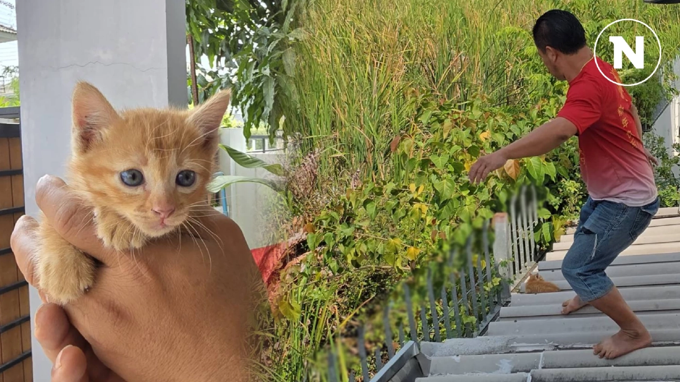 กู้ภัยช่วยลูกแมวจร หลังแม่คาบมาทิ้งไว้บนหลังคา เผยจะนำไปเลี้ยงเอง ตั้งชื่อให้แล้ว