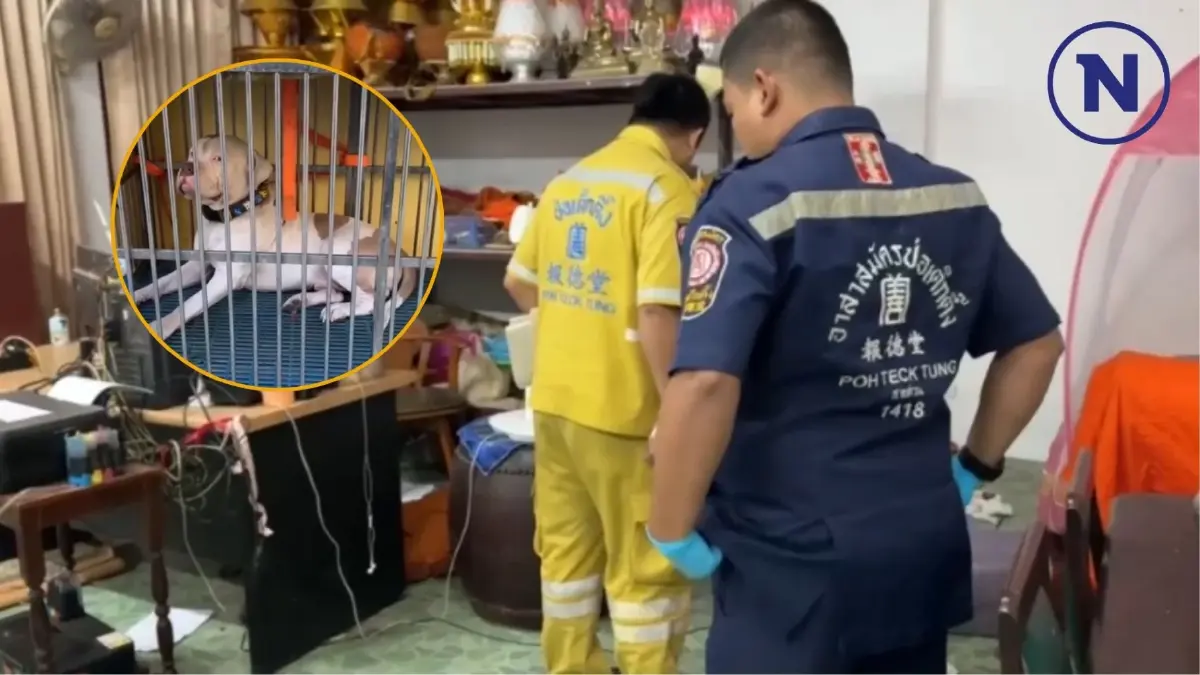 ช็อก! พระเลขาฯเจ้าอาวาสถูก พิทบูล ขย้ำมรณภาพคากุฏิ ช็อก! พระเลขาฯเจ้าอาวาสถูก พิทบูล ขย้ำมรณภาพคากุฏิ