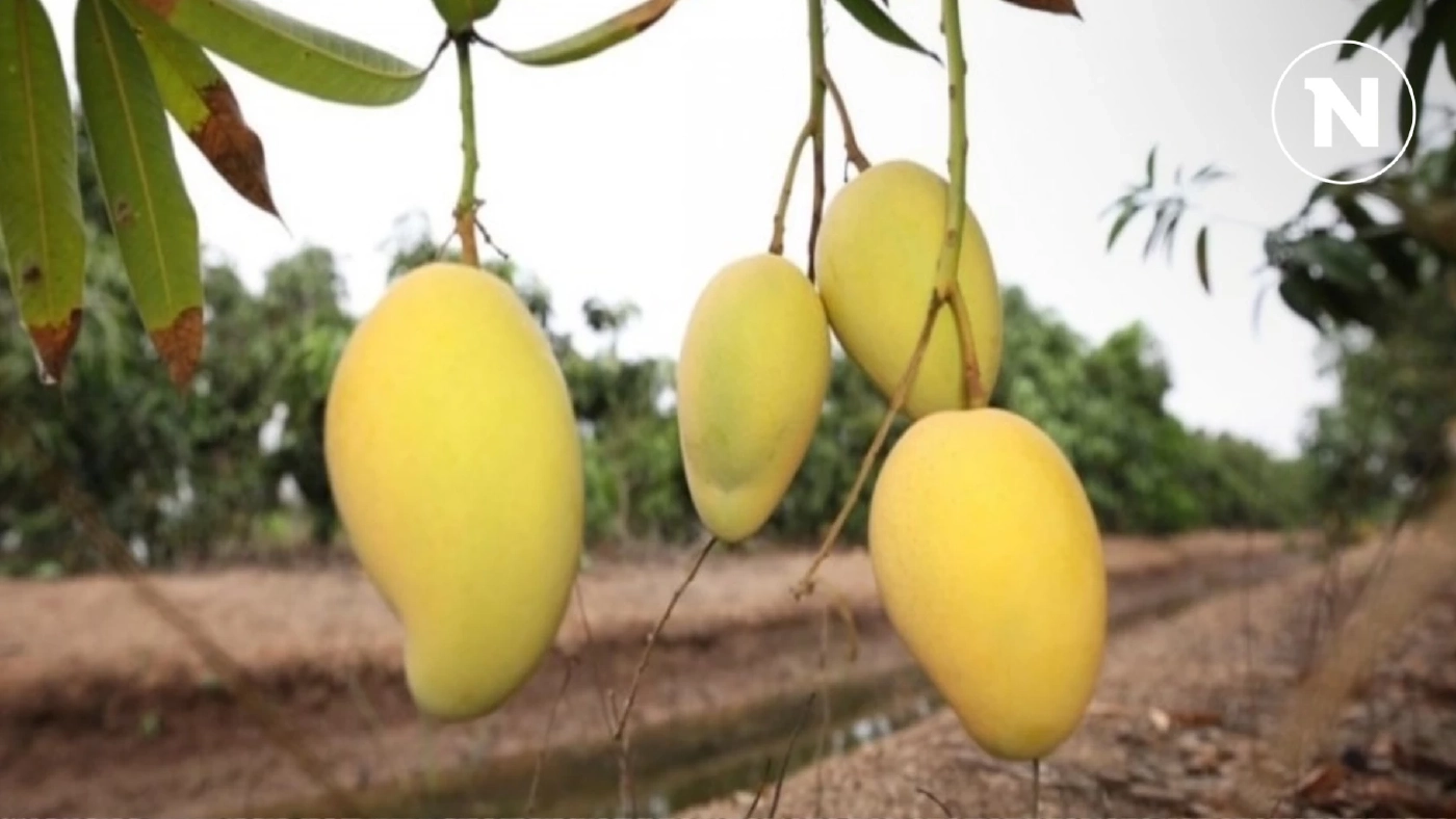 พาณิชย์ขึ้นทะเบียน GI น้องใหม่แปดริ้ว 'มะม่วงขายตึก – มะม่วงแรด'