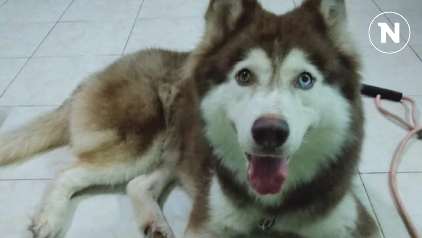 ศาลสั่งจำคุก 2 เดือนไม่รอลงอาญา เพื่อนบ้านโหดตี “เจ้าลัคกี้” จนเสียชีวิต ศาลสั่งจำคุก 2 เดือนไม่รอลงอาญา เพื่อนบ้านโหดตี “เจ้าลัคกี้” จนเสียชีวิต