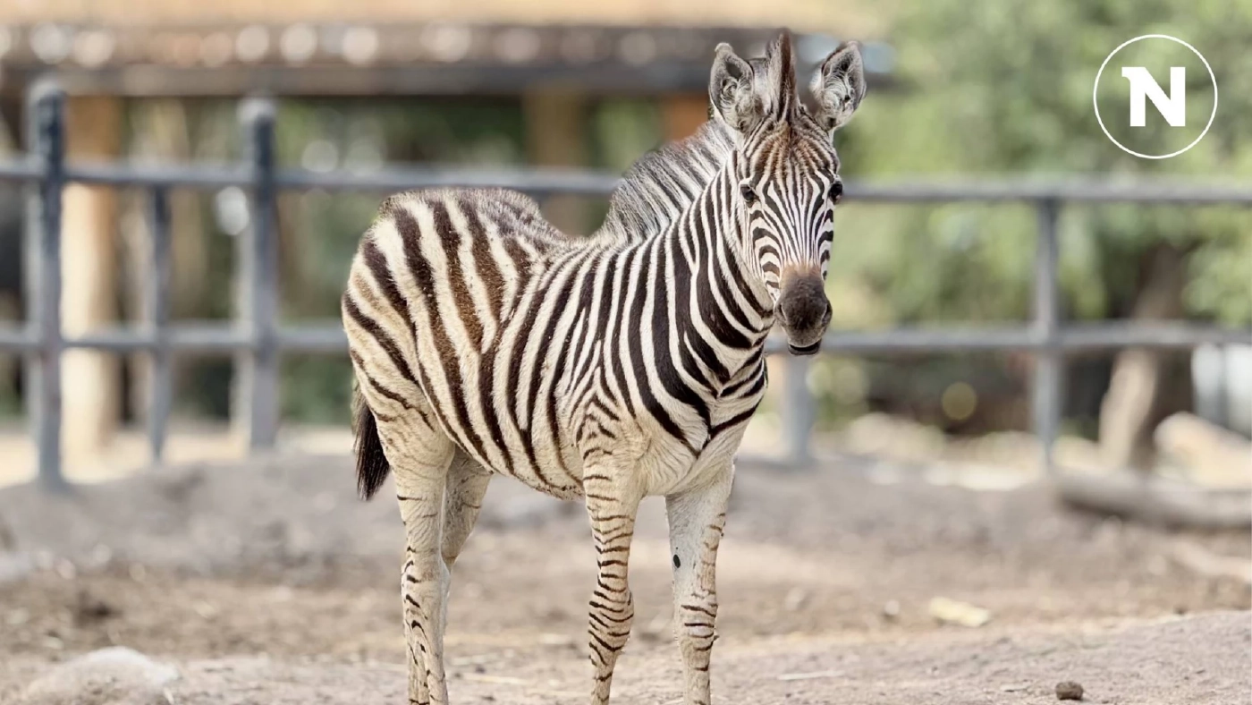 สวนสัตว์เปิดเขาเขียว อวดโฉมความน่ารักสมาชิกใหม่ "ลูกม้าลาย"