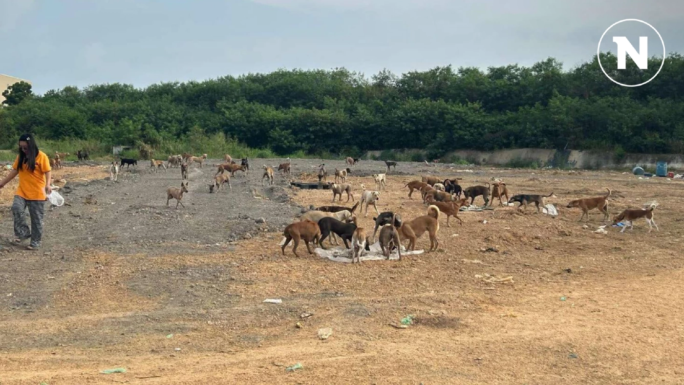คนรักน้องหมาเศร้า! หมาจรกว่า 700 ตัว อดตายเพียบ วอนหน่วยงานรัฐช่วยเหลือ คนรักน้องหมาเศร้า! หมาจรกว่า 700 ตัว อดตายเพียบ วอนหน่วยงานรัฐช่วยเหลือ