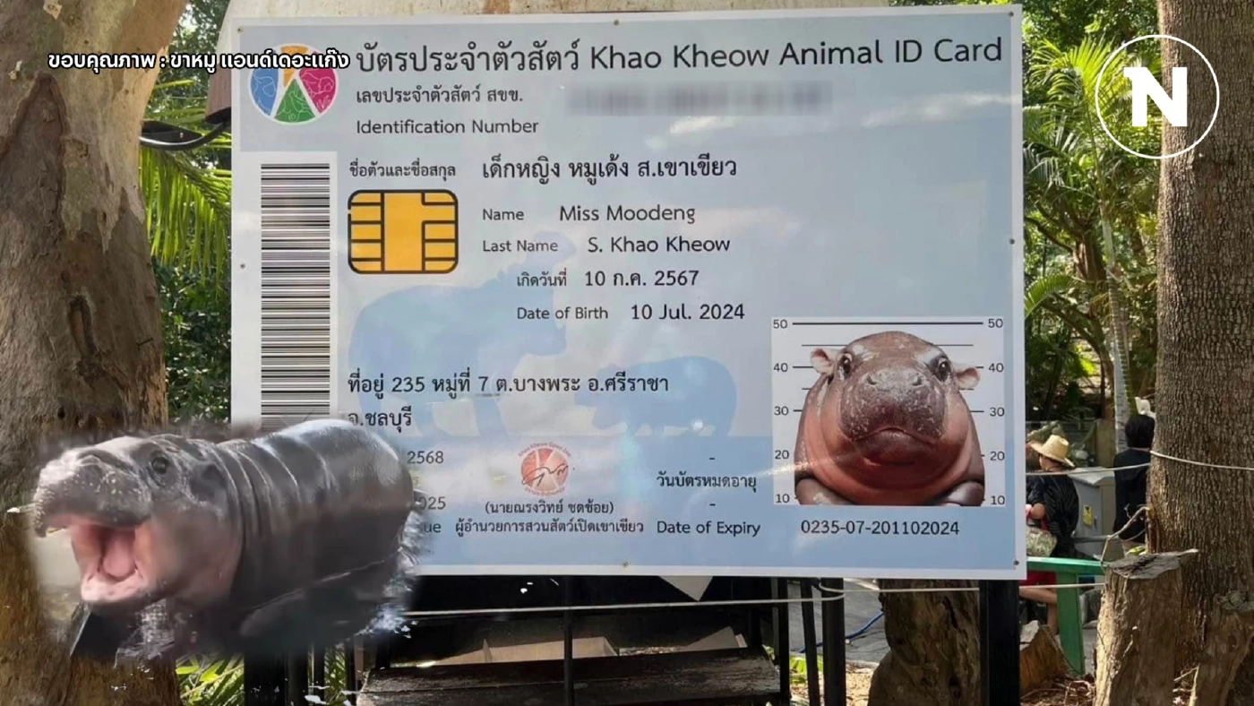 "หมูเด้ง" ครบ 6 เดือน มีบัตร ปชช.แล้ว โซเชียลแห่แซว พร้อมส่องเลข