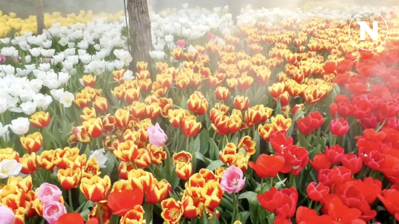 เปิดไฮไลท์ "มหกรรมไม้ดอกไม้ประดับเชียงใหม่ 2568" มีอะไรบ้าง ที่ไม่ควรพลาด