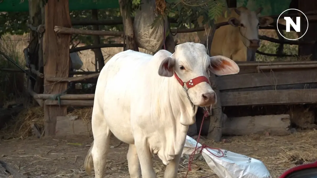 ขอนแก่น คุมโรคพิษสุนัขบ้าในเนื้อวัวได้ 100% โต้ข่าวชาวบ้านติดเชื้อ 400 คน