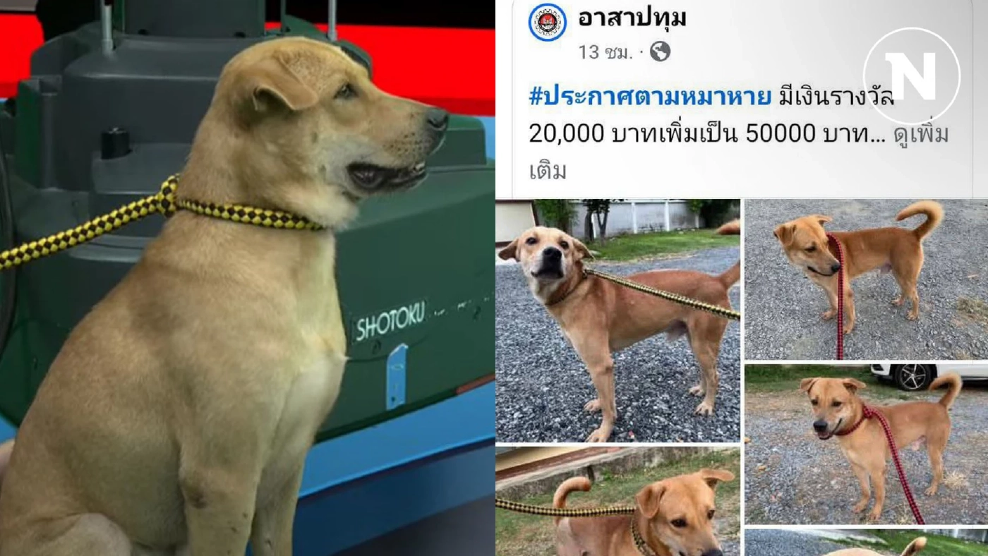 สรุปเคส "หมาทองดี" หลังดราม่าเงินรางวัล สุดท้ายจบแบบนี้