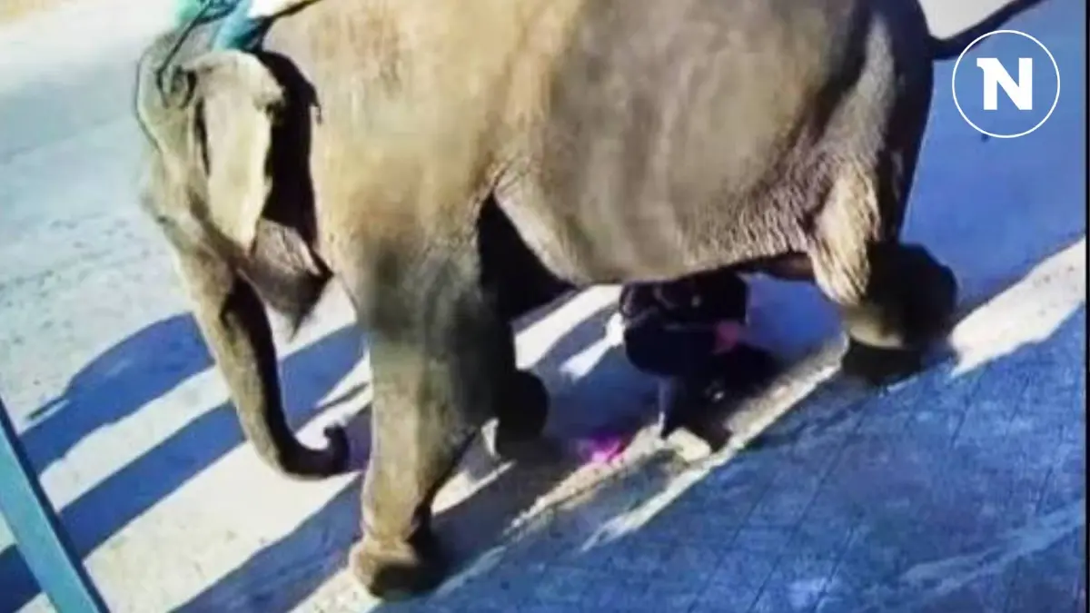 เกือบขิตเพราะความเชื่อ! เด็กเกือบโดนเหยียบ เพราะลอดท้องช้าง (มีคลิป)