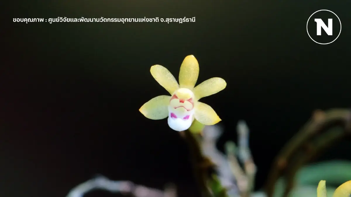 ชวนรู้จัก "เอื้องไร้ใบคิ้วม่วง" กล้วยไม้ป่าหายาก ความงามที่พบได้ ณ อช.คลองพนม