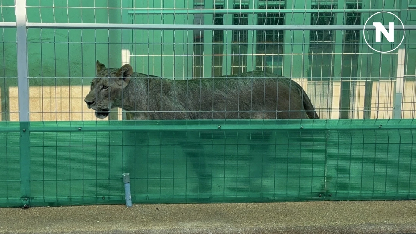 ชาวบ้านผวา สิงโตคำรามกลางดึก พักผ่อนไม่เต็มที่ แจ้ง ตร.ตรวจสอบ