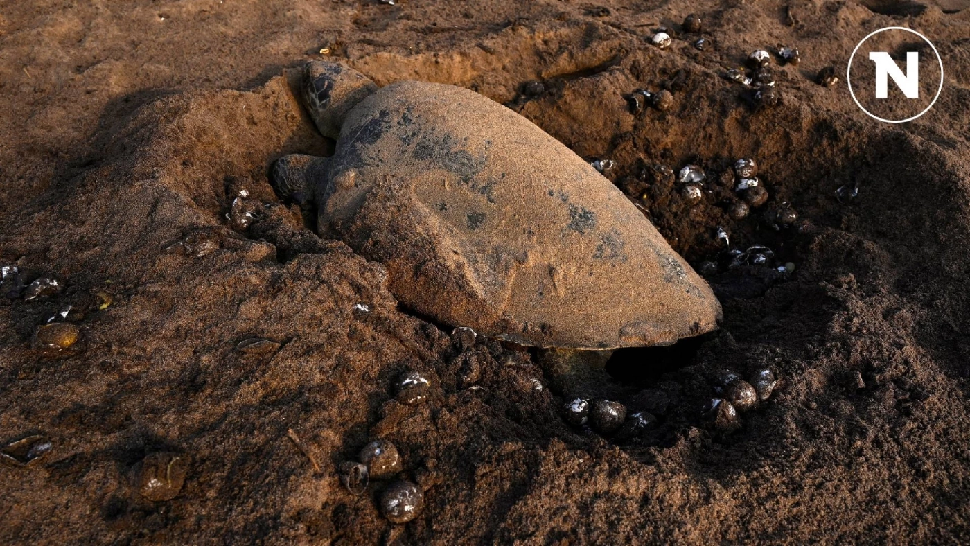 เต่าหญ้าทำสถิติมากกว่า 700,000 ตัว แห่วางไข่บนชายหาดอินเดีย