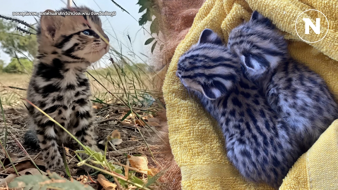 ช่วย 2 ลูกแมวดาวพลัดหลง หลังพบในป่าอ้อย ที่ชัยภูมิ