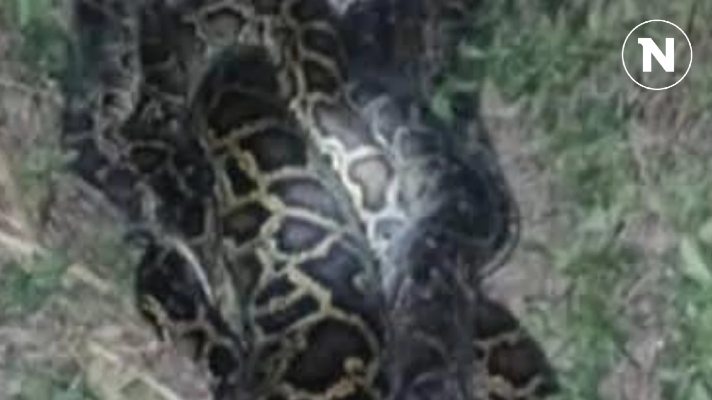 ผงะ! ชาวบ้านร้องเสียงหลง เจองูหลามตัวใหญ่กอดรัดกันเป็นก้อนถึง 8 ตัว