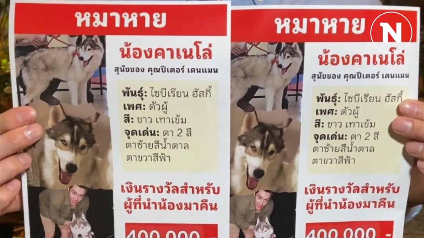 ตามหา "น้องคาเนโล่" สุนัขไซบีเรียน หลุดหายย่านสวนพุทธมณฑล ใครส่งคืนเจ้าของมีรางวัลให้