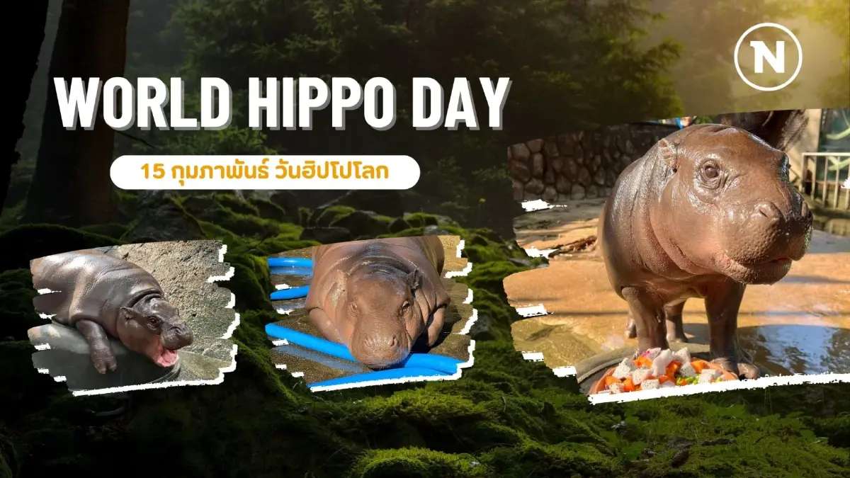 15 กุมภาพันธ์ วันฮิปโปโลก! ฉลองความน่ารักของยักษ์ใหญ่แห่งสายน้ำ 15 กุมภาพันธ์ วันฮิปโปโลก! ฉลองความน่ารักของยักษ์ใหญ่แห่งสายน้ำ