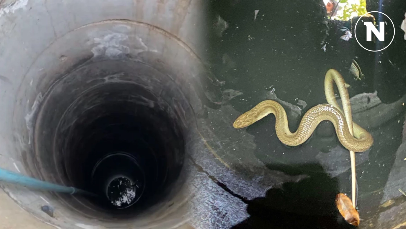 ทุกชีวิตมีค่า! ลุงแจ้งทีมอสรพิษช่วย "งูเห่า" ตกบ่อลึก 10 เมตร ขึ้นมาอย่างปลอดภัย