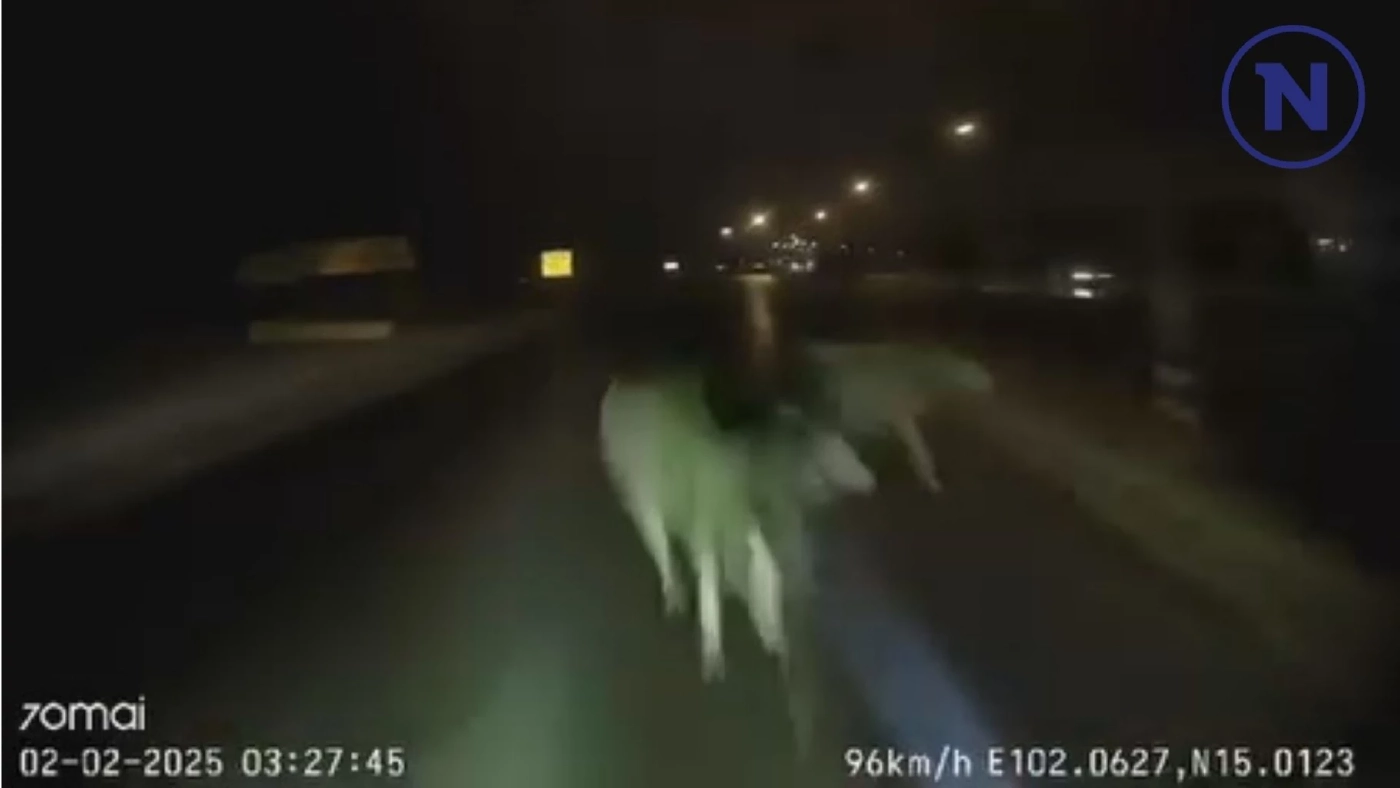 กล้องหน้ารถจับภาพนาทีช็อก! รถบรรทุกพุ่งชนควายตาย 4 ตัวกลางดึก