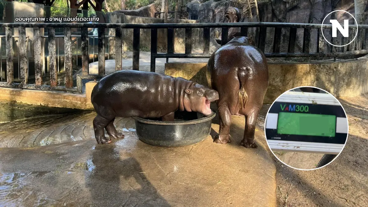 เปิดสัดส่วน "หมูเด้ง" อายุ 7 เดือน น้ำหนัก-ส่วนสูงเท่าไหร่ คอหวยอย่าลืมจด