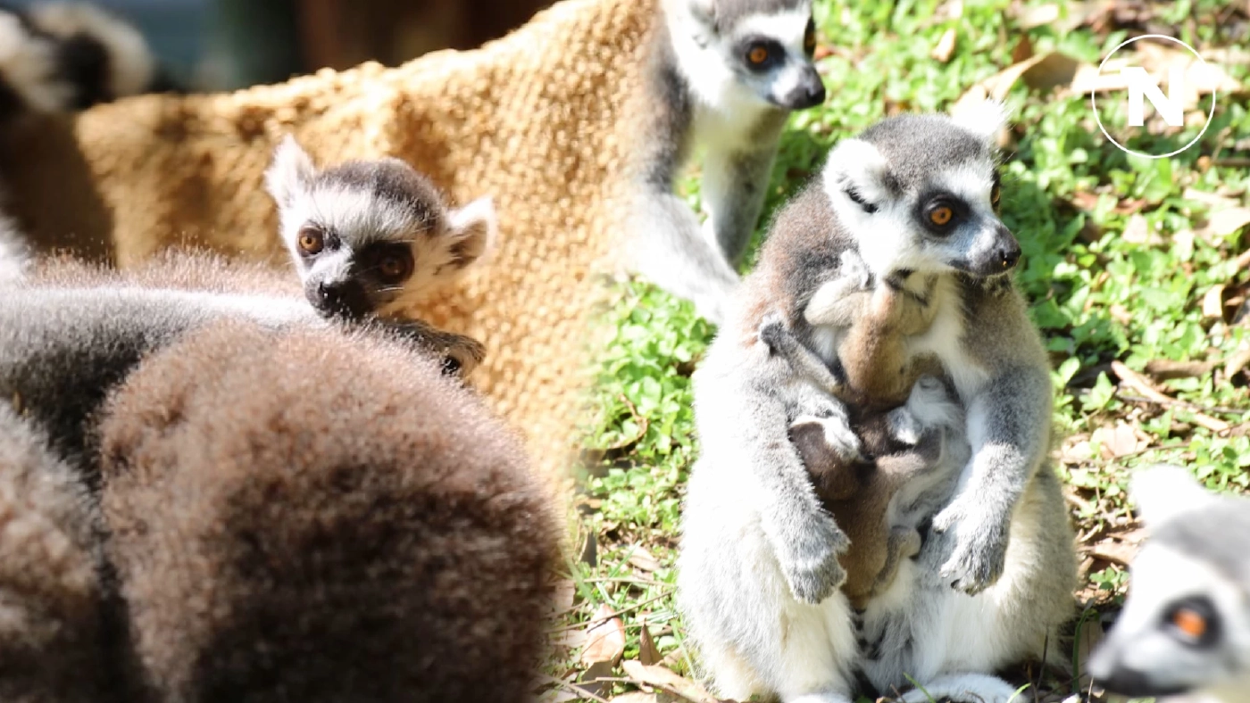 สวนสัตว์โคราช เปิดตัวสมาชิกใหม่สุดน่ารัก "ลูกลีเมอร์หางแหวน" แฝด 2 คู่