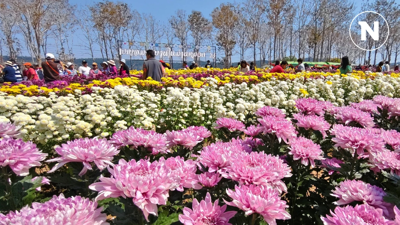 แห่เที่ยว "เทศกาลเบญจมาศบานในม่านหมอก" วังน้ำเขียว ในช่วงเดือนแห่งความรัก