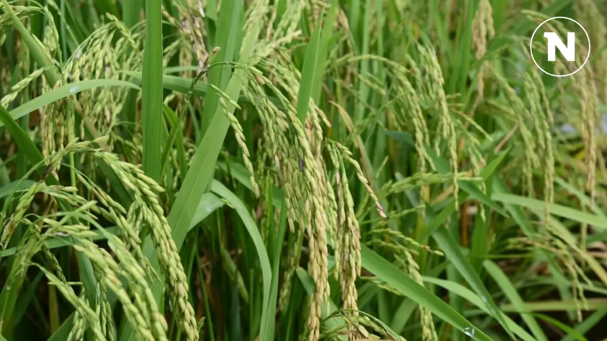 ธ.ก.ส. ลุยรักษาเสถียรภาพราคาข้าวเปลือก วงเงิน 5 หมื่นล้าน