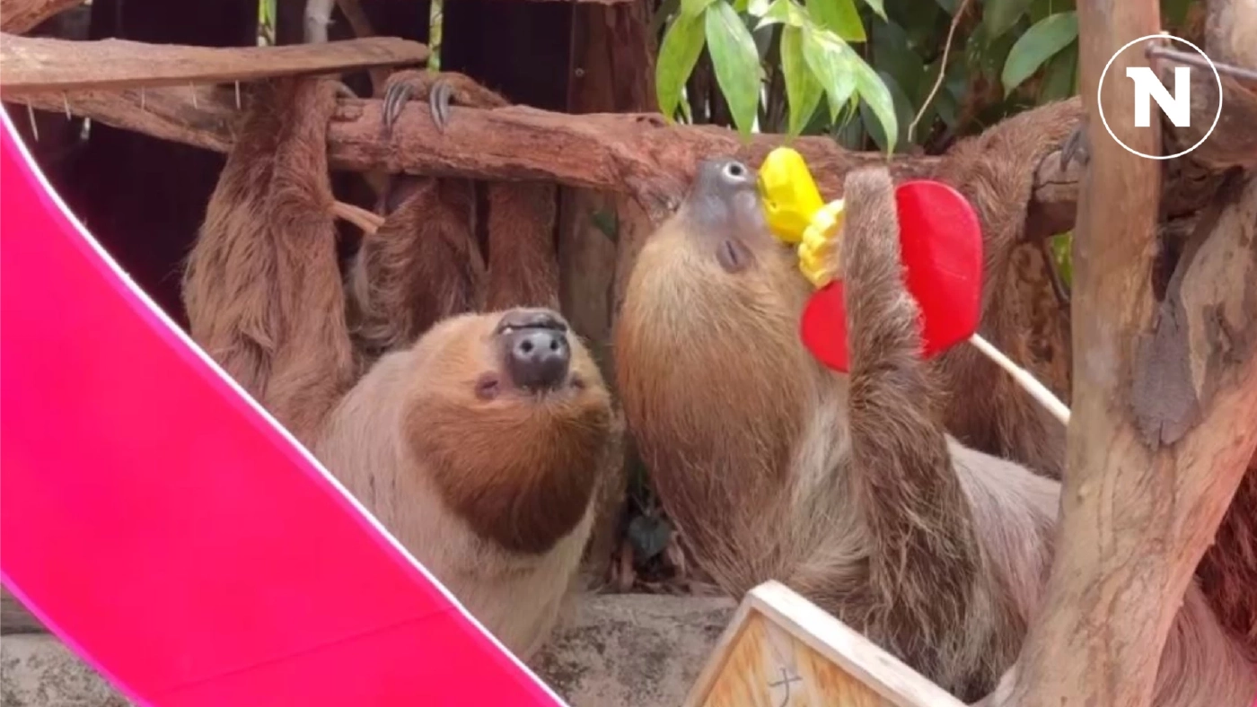 เปิดตัวคู่รักคู่ใหม่ "คุณแฟลช-น้องเอลซ่า" ตัวสลอธสุดน่ารัก ประจำสวนสัตว์ฯ เขาเขียว เปิดตัวคู่รักคู่ใหม่ "คุณแฟลช-น้องเอลซ่า" ตัวสลอธสุดน่ารัก ประจำสวนสัตว์ฯ เขาเขียว