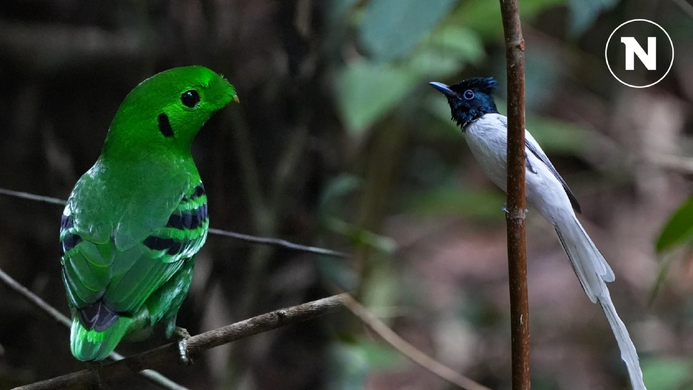 พาชมนกสวยงาม ที่ "ป่าชุมชนอ่าวอ้ายยอ" จ.นครศรีธรรมราช