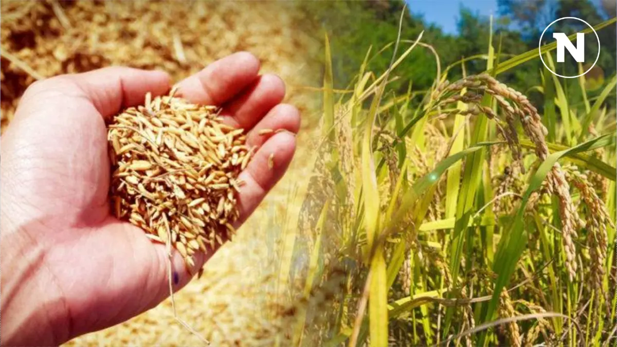 พาณิชย์เตรียมชง นบข. มาตรการเร่งด่วนแก้ปัญหาข้าวนาปรัง