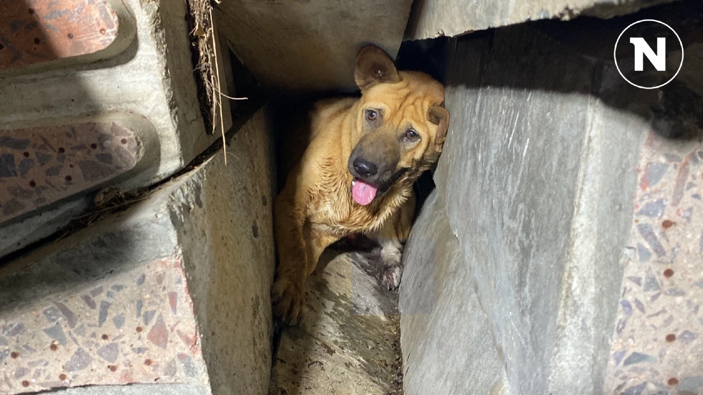 รุดช่วยน้องหมาขาติดหมอนรองรางรถไฟ ร้องครวญคราง ด้วยความเจ็บปวด