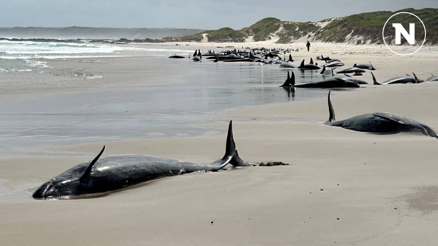 ออสเตรเลียเริ่มการุณยฆาตวาฬเกยตื้นบางส่วน หาวิธีจัดการซาก ออสเตรเลียเริ่มการุณยฆาตวาฬเกยตื้นบางส่วน หาวิธีจัดการซาก