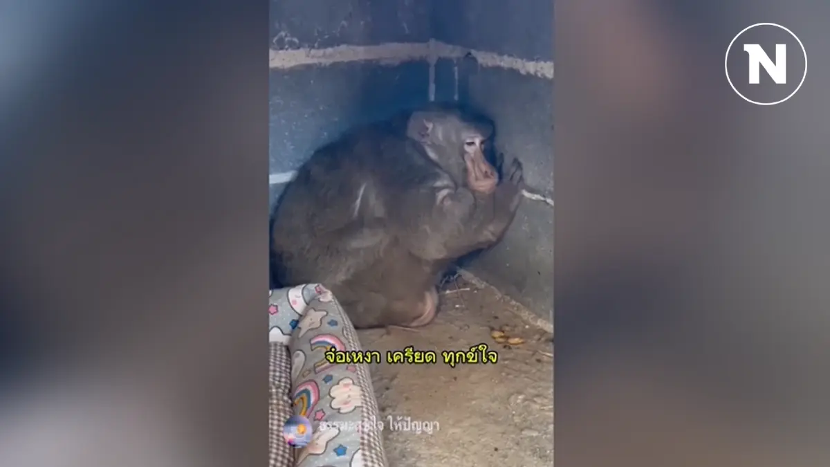 ดราม่า “ประธานจ๋อ” กรมอุทยานฯ แนะแนวทางขอตัวกลับคืนวัด ดราม่า “ประธานจ๋อ” กรมอุทยานฯ แนะแนวทางขอตัวกลับคืนวัด