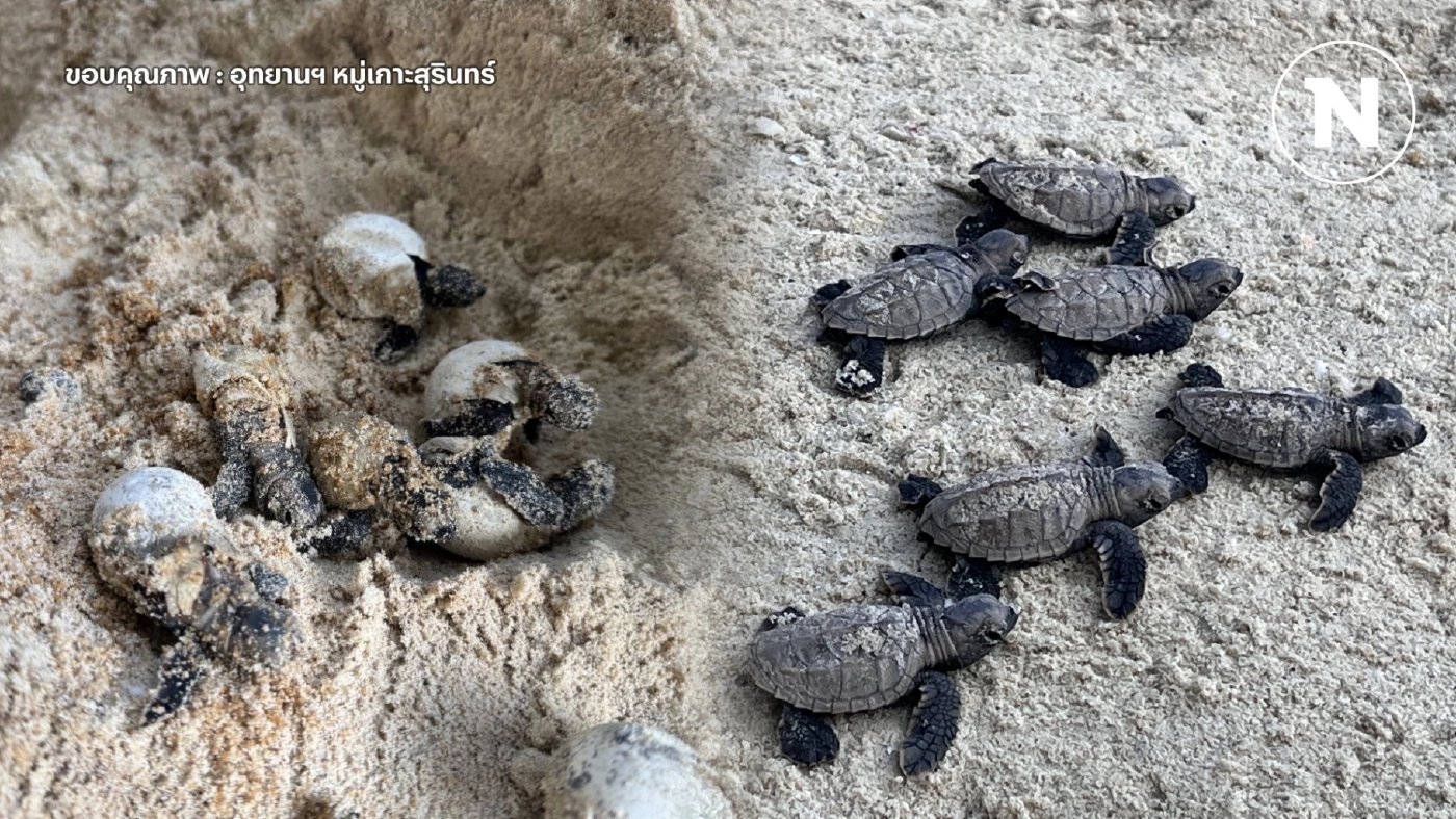 สวัสดีชาวโลก! "ลูกเต่ากระ" ฟักจากไข่ 125 ตัว กลับสู่ทะเล ที่เกาะสุรินทร์