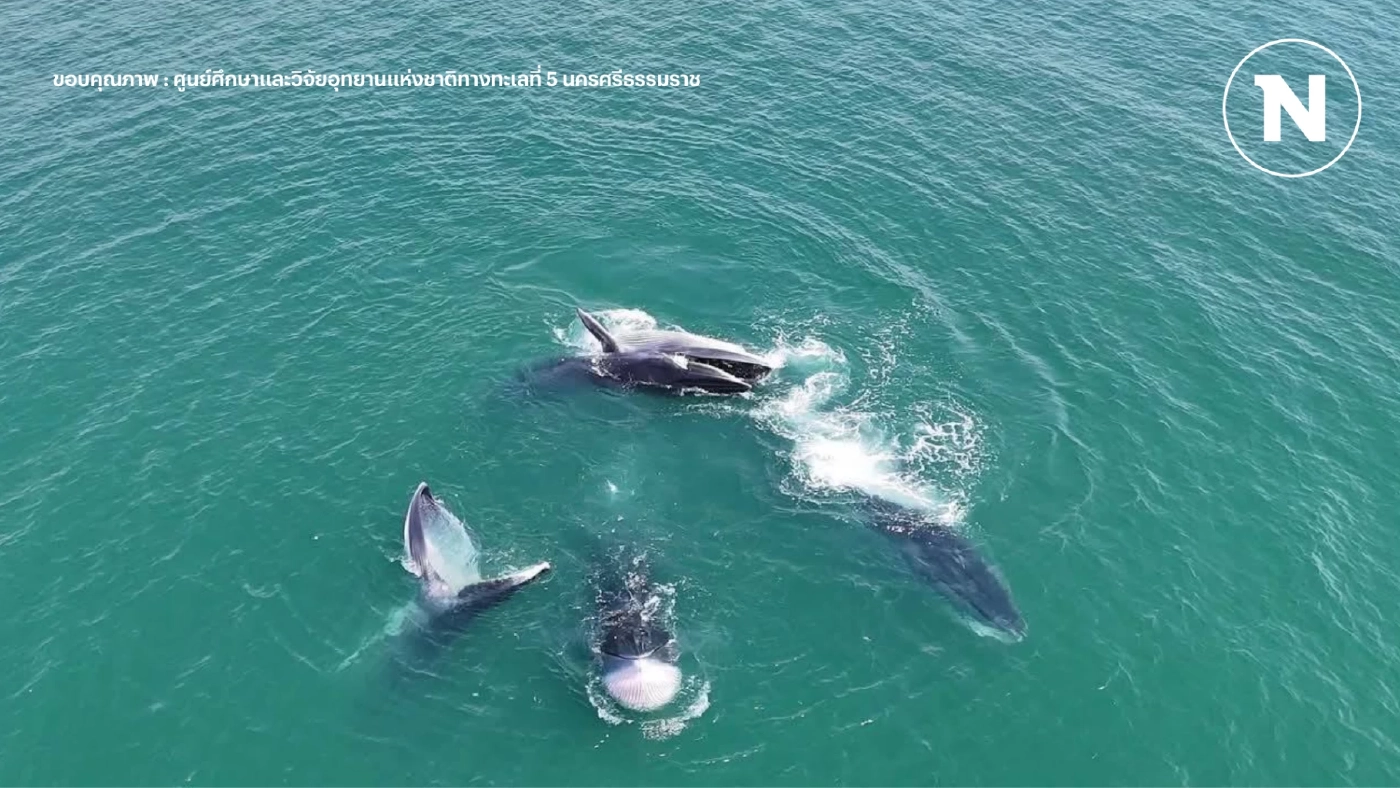 ตื่นตา! "วาฬบรูด้า" ไม่ต่ำกว่า 7 ตัว โผล่อวดโฉมหากิน ในพื้นที่ อช.หมู่เกาะอ่างทอง ตื่นตา! "วาฬบรูด้า" ไม่ต่ำกว่า 7 ตัว โผล่อวดโฉมหากิน ในพื้นที่ อช.หมู่เกาะอ่างทอง
