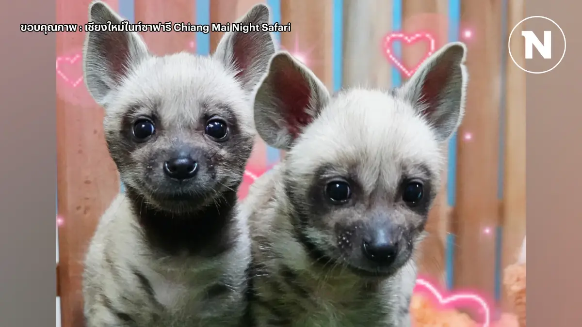 เชียงใหม่ไนท์ซาฟารี ชวนโหวตชื่อ 2 ลูกไฮยีน่าลายแถบ พร้อมเผยชื่อที่มีให้โหวต