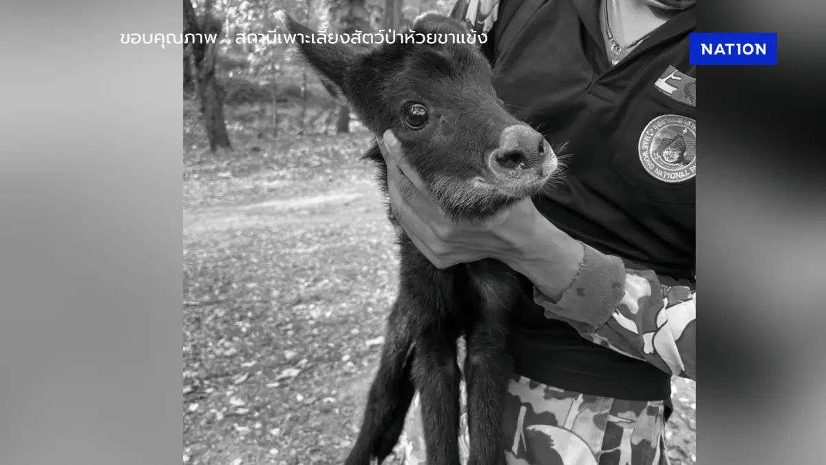 กลับดาวแล้ว "น้องเฉาก๊วย" ลูกเลียงผาพลัดหลง กลับดาวแล้ว "น้องเฉาก๊วย" ลูกเลียงผาพลัดหลง