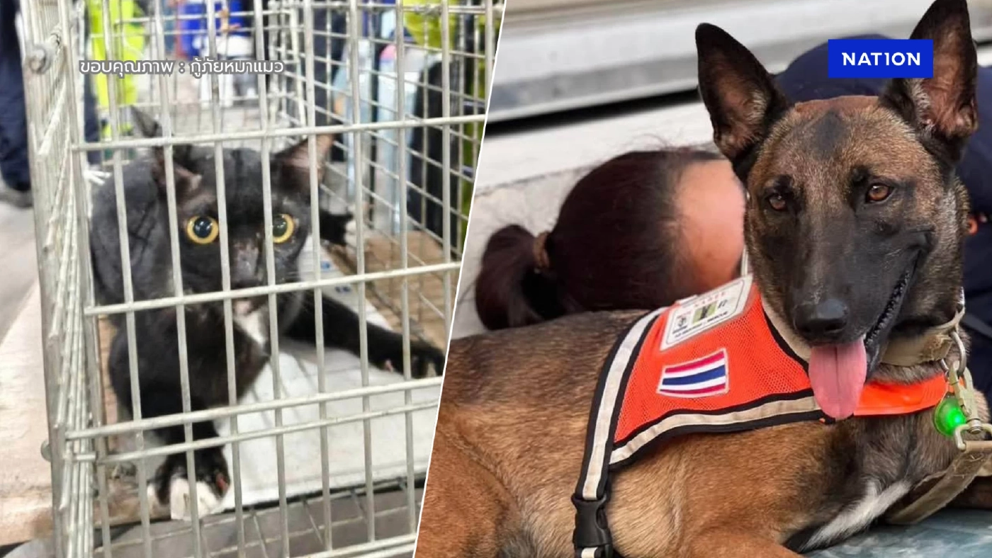 ช่วยได้แล้ว "แมวดำ" ติดในซากตึก สตง. ที่ "สุนัข K9 นารี" เจอ