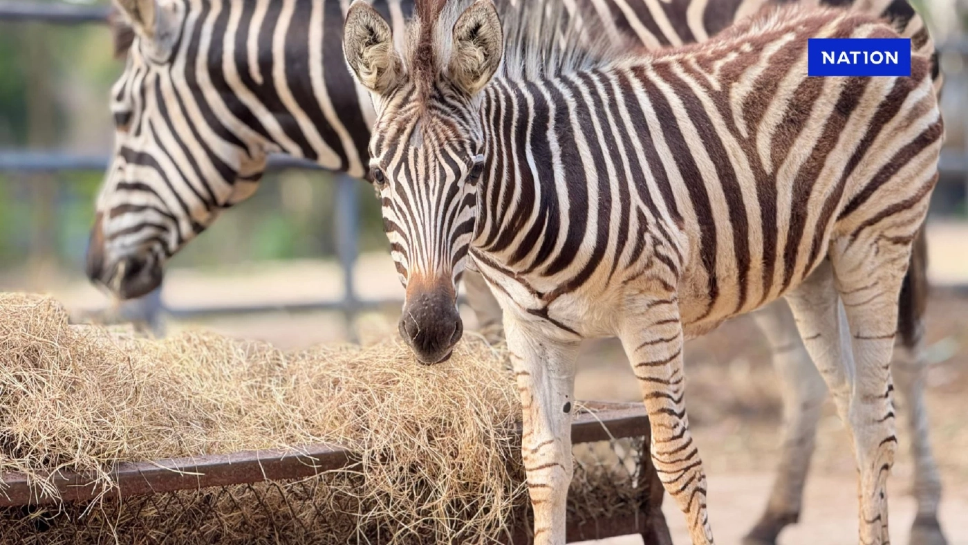 สวนสัตว์เปิดเขาเขียว ชวนโหวตตั้งชื่อ "ลูกม้าลาย" ลุ้นรับตุ๊กตาหมูเด้ง