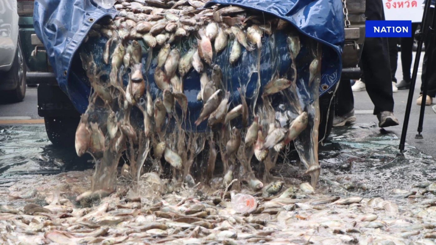 เครือข่าย 19 จว.ไม่ทน ขน"ปลาหมอคางดำ"เทประท้วง"นายกฯแพทองธาร" เครือข่าย 19 จว.ไม่ทน ขน"ปลาหมอคางดำ"เทประท้วง"นายกฯแพทองธาร"