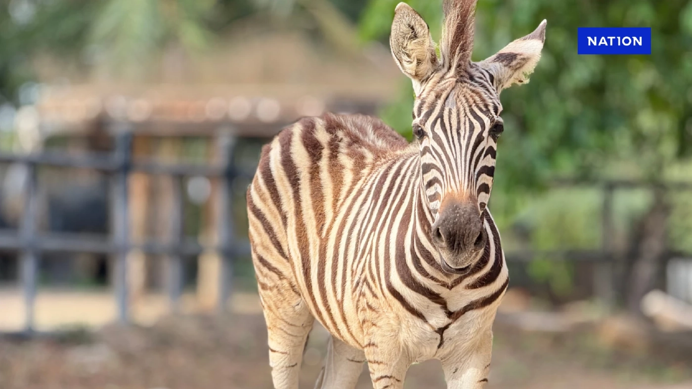 ได้ชื่อแล้ว "น้องลายไทย" ลูกม้าลายสวนสัตว์เปิดเขาเขียว ชวนชมความน่ารักฉลองปิดเทอม ได้ชื่อแล้ว "น้องลายไทย" ลูกม้าลายสวนสัตว์เปิดเขาเขียว ชวนชมความน่ารักฉลองปิดเทอม