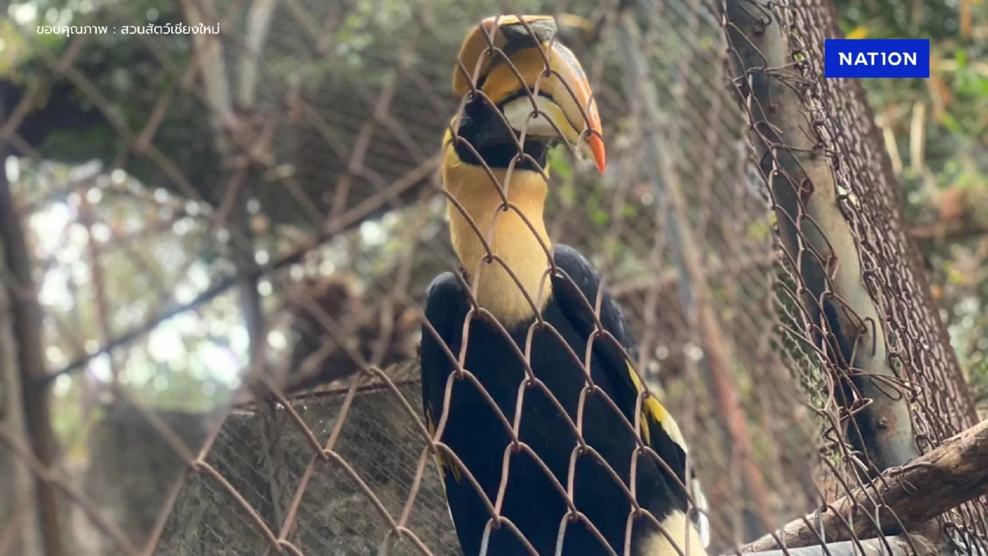 เปิดความจริงสุดเศร้า "น้องพลูโต" นกเงือกหนุ่มแบ่งอาหารให้ นทท. สาเหตุจากเรื่องนี้