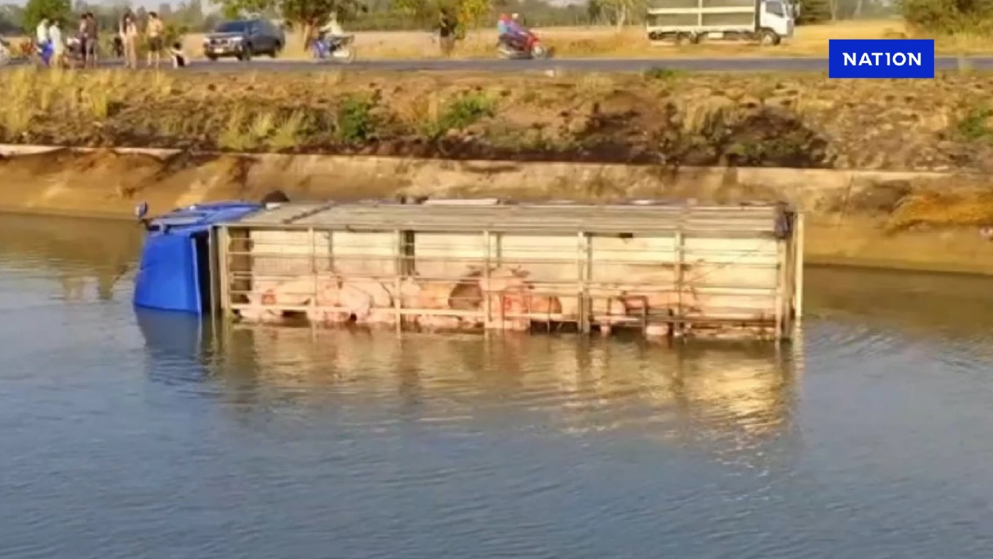 สลด รถบรรทุกหมูพลิกคว่ำตกคลอง หมูจมน้ำตายเกือบ100 ตัว สลด รถบรรทุกหมูพลิกคว่ำตกคลอง หมูจมน้ำตายเกือบ100 ตัว