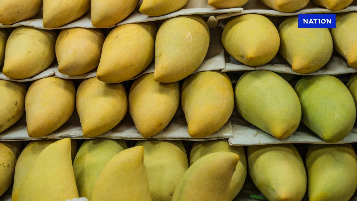 'มะม่วงไทย' ดาวรุ่งผลไม้ ขึ้นแท่นเบอร์ 1 ส่งออกเกาหลีใต้