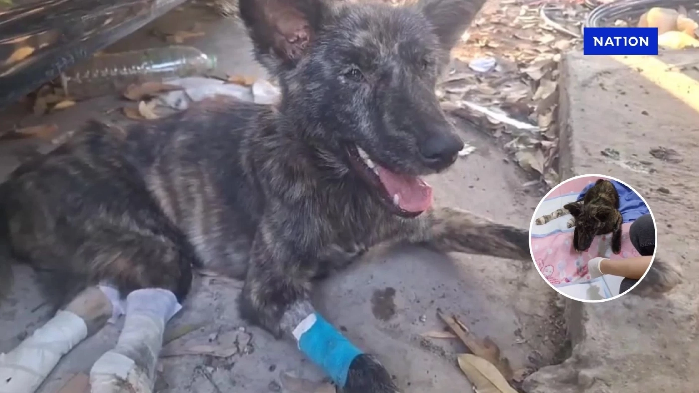 ธารน้ำใจช่วย "เจ้าลัคกี้" สุนัขถูกรถชน เดินขาลากขอข้าวกิน ล่าสุดถึงมือหมอแล้ว