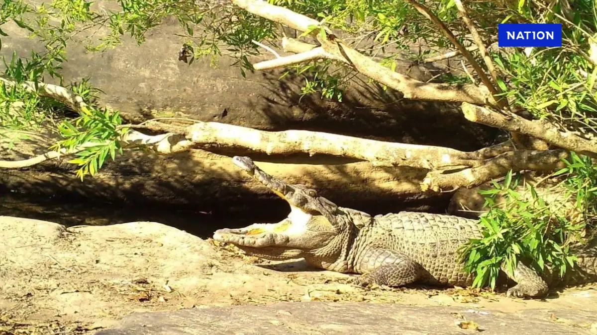 พบ "จระเข้น้ำจืดไทย" สัตว์ใกล้สูญพันธุ์ โผล่ใน อช.ทุ่งแสลงหลวง